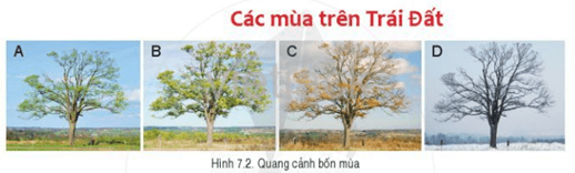 Hãy cho biết từng bức ảnh trong hình 7.2 thể hiện mùa nào